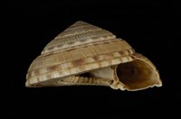 藏品(夸氏車輪螺)的圖片